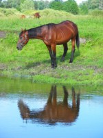 /album/foto-zhivotnyj-mir/dvurechnyj-kut-131-jpg/
